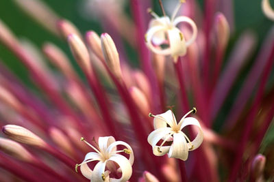 Close-up of day lily