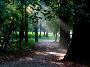 Road amidst trees in forest