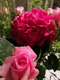 Close-up of pink rose blooming outdoors