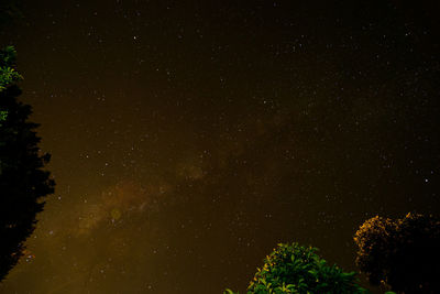 Low angle view of trees against sky at night