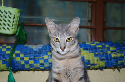 Close-up portrait of a cat