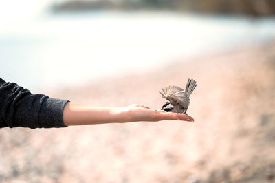 Cropped hand feeding chickadee