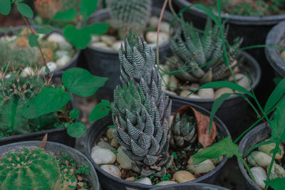 High angle view of succulent plants on field