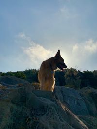 Dog sitting on rock