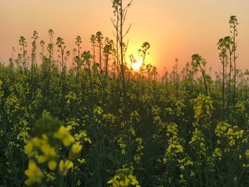 Plants growing on field against sky during sunset