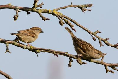 Sparrows perching on bare tree against clear sky