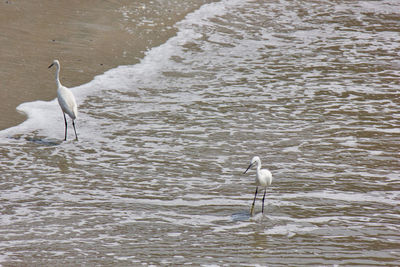 Gray heron perching on water