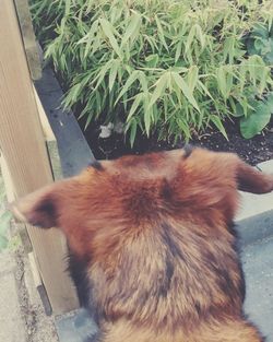 Close-up of cat on plant