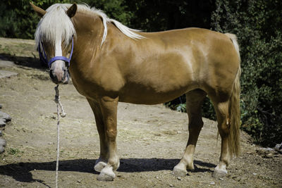 Horse standing on field