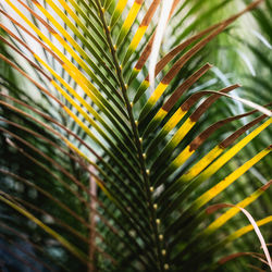 Close-up of palm tree leaves