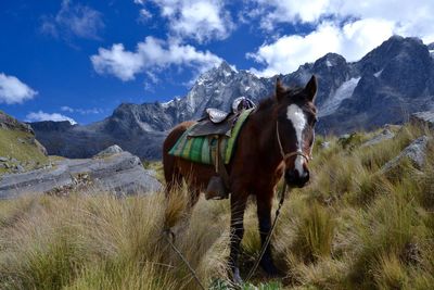 Horse on grassy field by mountains against sky