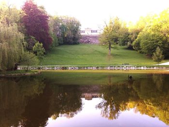 Reflection of trees in water