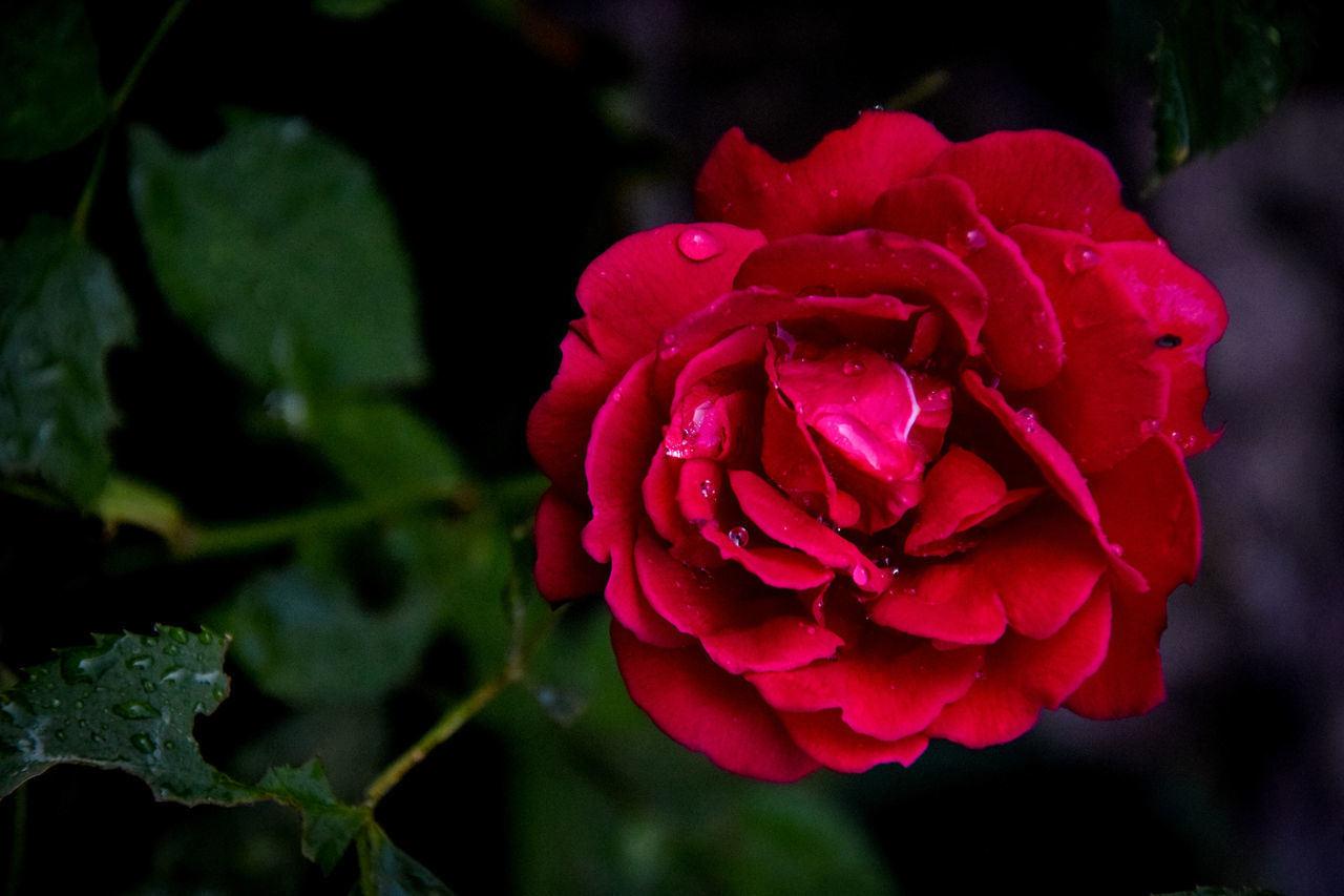 flower, petal, nature, beauty in nature, rose - flower, flower head, growth, fragility, red, freshness, no people, blooming, focus on foreground, drop, close-up, plant, wet, outdoors, day, water