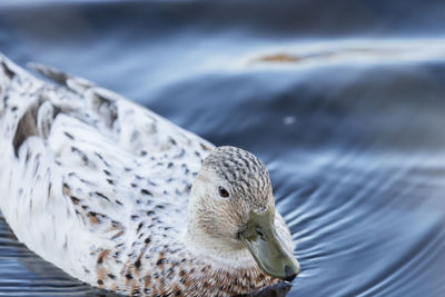 Close-up of seagull swimming in lake