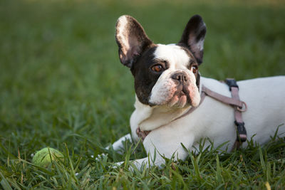 Close-up of french bulldog on grass