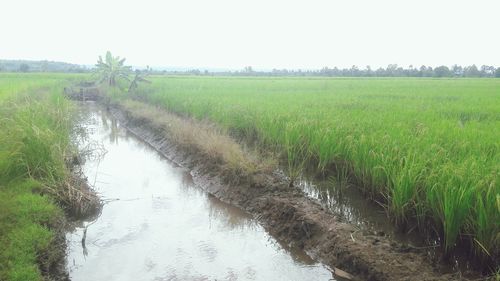 Scenic view of rice field against clear sky