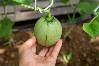 Close-up of hand holding fruit