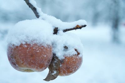 Close-up of snow covered tree