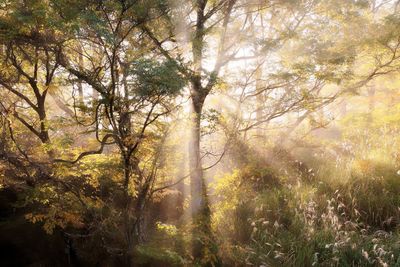 View of sunlight through trees
