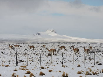 Guanacos on snow covered landscape