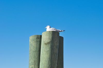 Low angle view of seagull perching on wooden post against sky