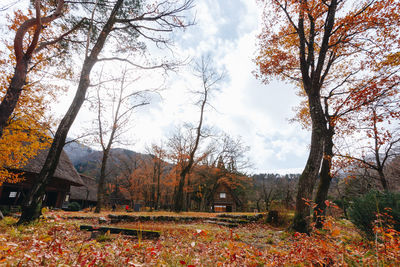 Trees growing in forest against sky during autumn