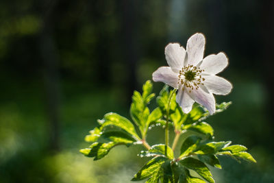 Close-up of flower blooming outdoors