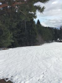 Trees on snow covered landscape