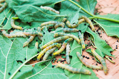 High angle view of caterpillar on dry leaves