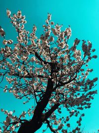 Low angle view of cherry blossom tree against blue sky
