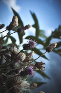 Close-up of flowers against blurred background