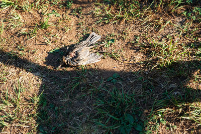 High angle view of bird on field