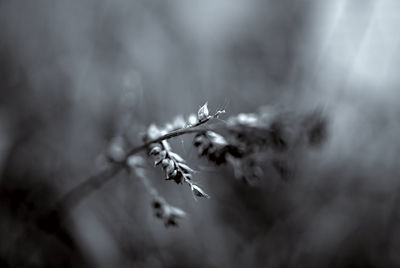 Close-up of plant