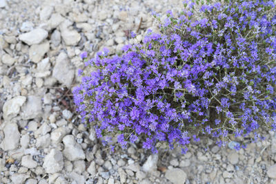 High angle view of purple flowering plants on field