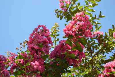 Low angle view of pink flower tree against sky