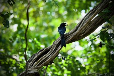 Greater racket-tailed drongo perched on twisty branch