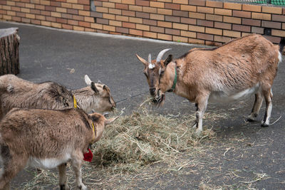 Goat feeding outdoors