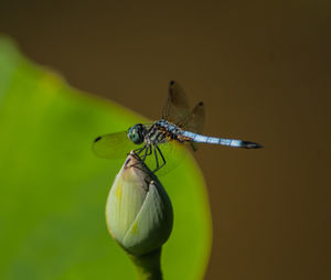 Close-up of insect on leaf