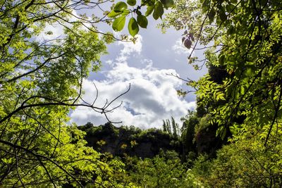 Low angle view of trees against sky