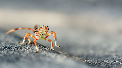 Close-up of insect on rock