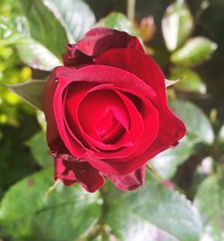 Close-up of red rose