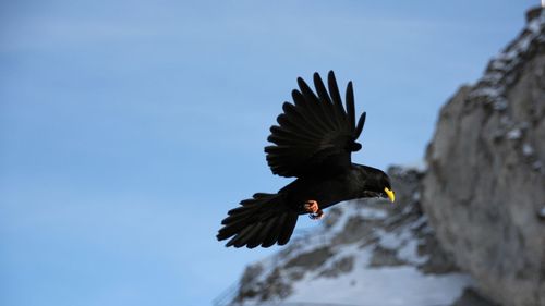 Low angle view of eagle flying