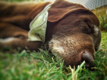 Close-up of a dog on field