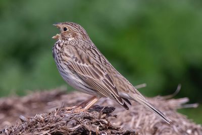 Close-up of bird perching on a field