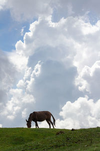 View of a horse on field