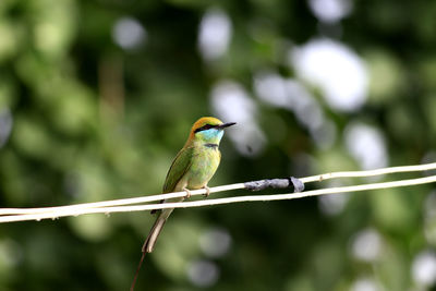 Close-up of bird perching on tree