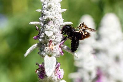 Close-up of bee pollinating on flower