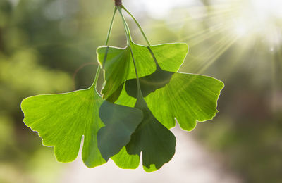 Close-up of green leaves