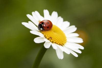 Close-up of insect on white flower