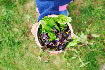 High angle view of person holding plant in basket